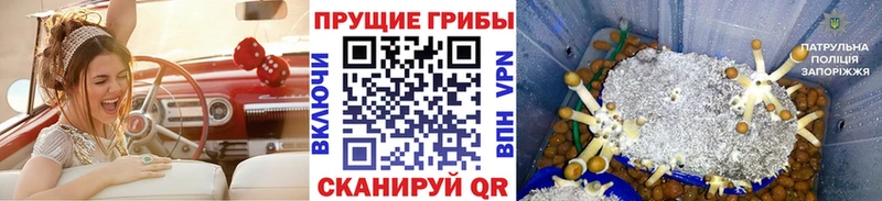 Псилоцибиновые грибы Psilocybine cubensis где купить наркоту Копейск